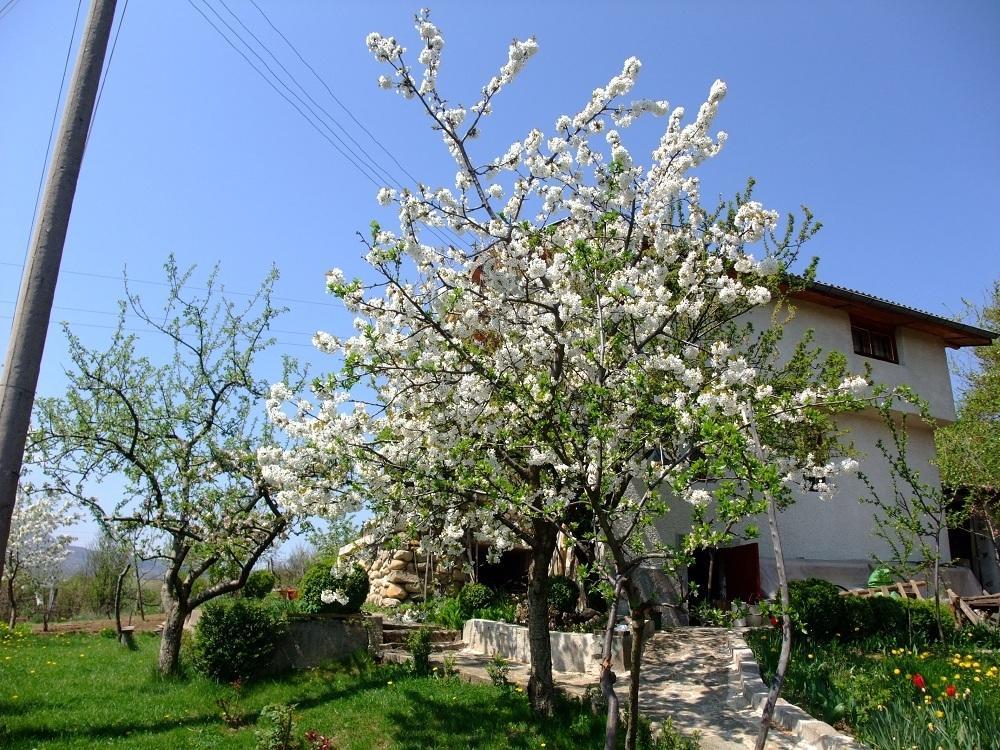 Къща За Гости Каза Роза - Swiss Style Chalet Casa Rosa Guest House キュステンディル 部屋 写真